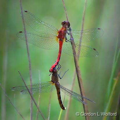 Coupled Dragonflies_50823.jpg - Photographed near Lindsay, Ontario, Canada.